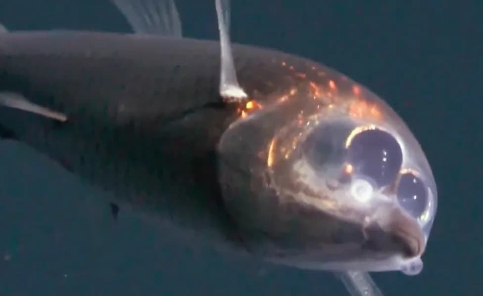 Prvo živo snimanje barreleye ribe sa providnom glavom u Atlantskom okeanu