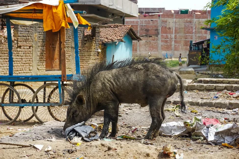 Divlja svinja upala u market u Kerali, povredila prodavačicu — panika na državnom putu