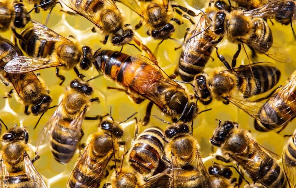 Kraljice pčela prenose pesticide u jaja kako bi preživele, pokazuje studija UC Davis