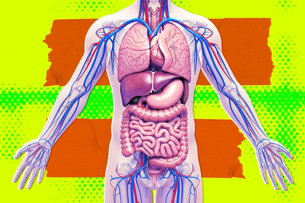 Kontroverza R3 Bio: 'Organ-sakovi', Tajnost i Etika Biotehnologije