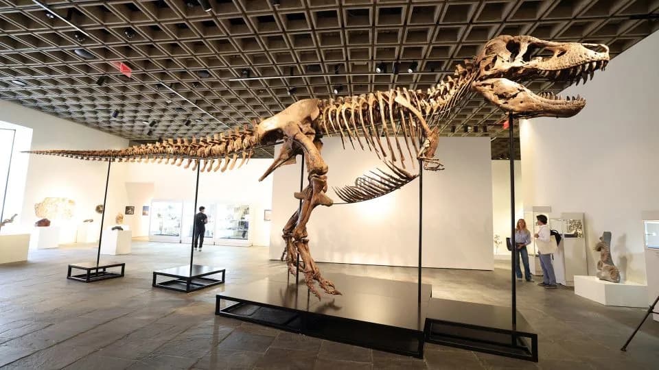Rekordna Aukcija: T. rex „Gus“ Prodat Za 50.130.000 Dolara