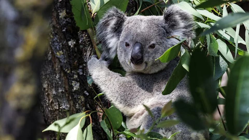 Naučnici Zamrzavaju Reproduktivne Ćelije Koala Kao Genetsku Banku