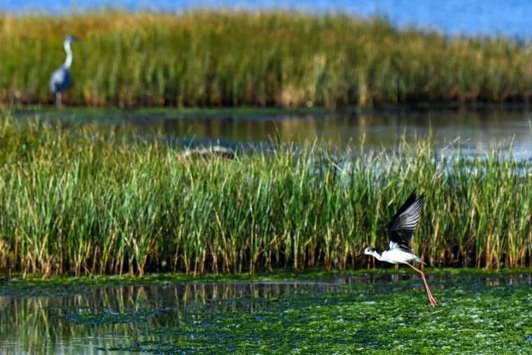 Ulcinjska Salina Nestaje — Hitna Obnova Potrebna Da Se Sačuva Raj Za Ptice