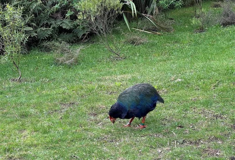 Prvi Slučaj H5N1 U Novom Zelandu — Počinje Vakcinacija Najugroženijih Ptica