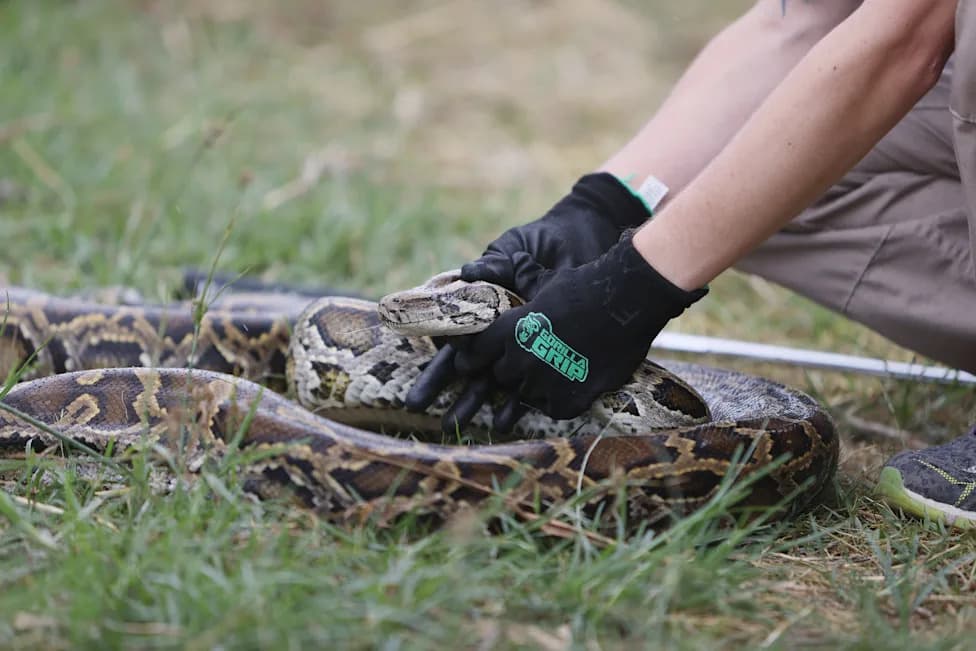 Lovci na Floridi mogu zameniti uhvaćene pitone za besplatnu picu tokom Python Challenge-a