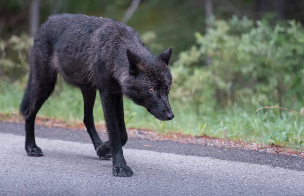Crni vukovi u Yellowstoneu: dirljiv snimak koji pokazuje kako povratak predatora menja ekosistem