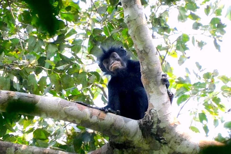 Otkrivena Nova Vrsta Majmuna U Demokratskoj Republici Kongo — Colobus congoensis („Likweli”)