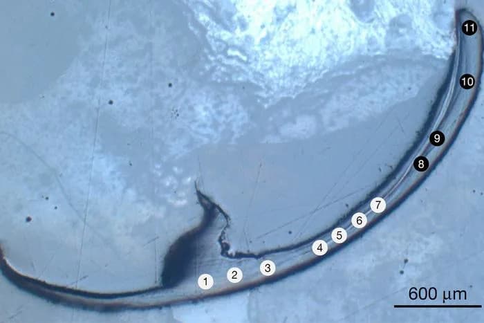 Bio-metali u čeljustima morskog crva otkrivaju novi način postizanja tvrdoće