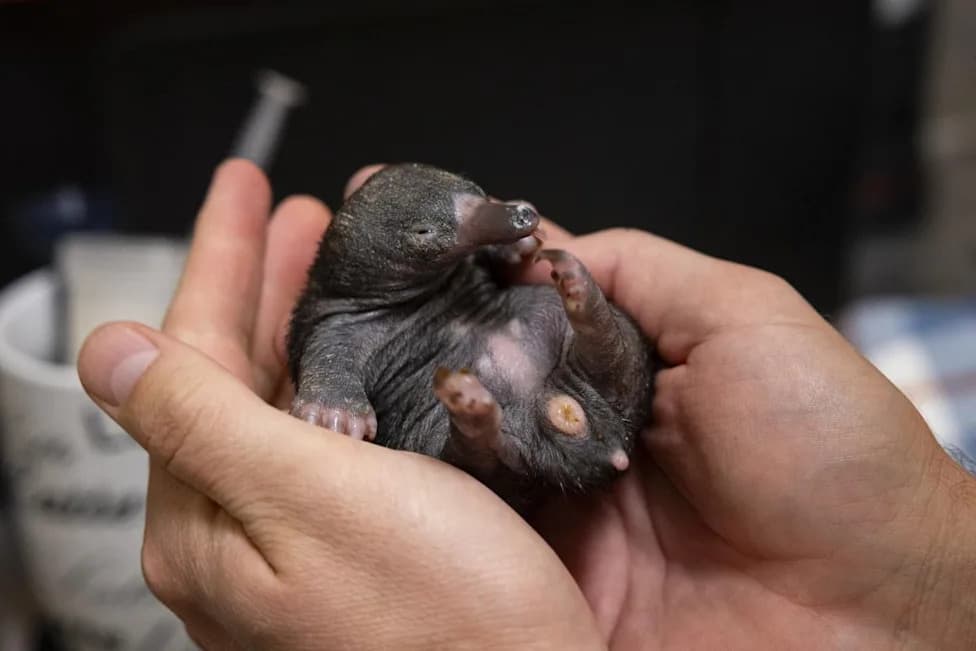 Retki "blizanci" ehidne izlegli u San Diego Zoo Safari Parku — prvi takav slučaj u AZA objektu u Severnoj Americi
