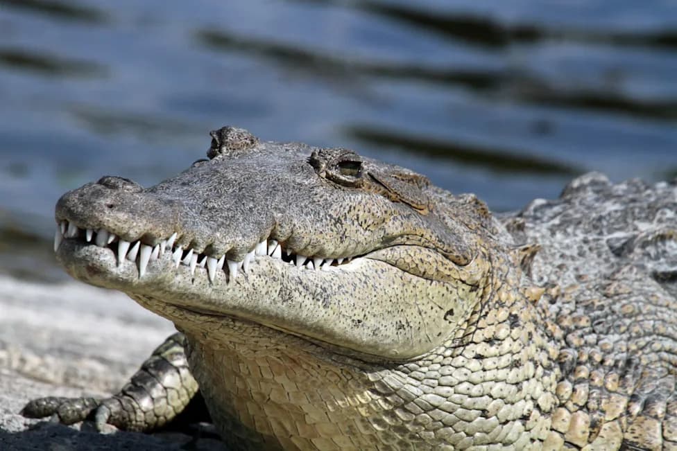 Krokodil Odvukao Gosta U More Ispred Marriott Puerto Vallarta — Muškarac (28) Poginuo