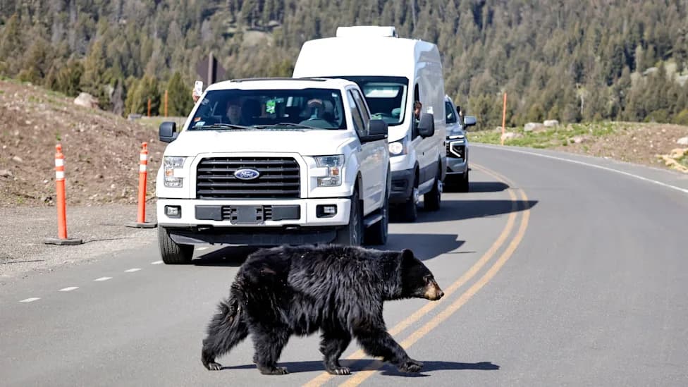 Jul je najsmrtonosniji mesec u Yellowstonu — analiza podataka 2007–2024