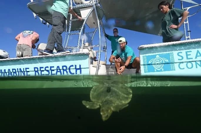 Mlade kornjače protiv predatora, vrućine i rezova budžeta — kako Sea Turtle Conservancy bori za opstanak
