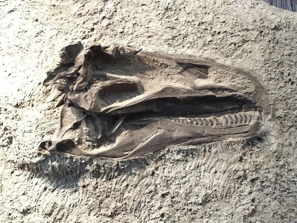 Slomljeni zub T. rexa zaglavljen u lobanji Edmontosaurusa otkriva poslednje trenutke