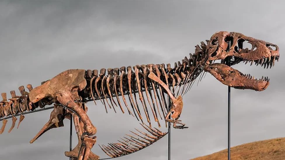 Rekordna aukcija u Njujorku: T. rex „Gus“ prodat za 50,1 miliona dolara — naučnici zabrinuti zbog pristupa