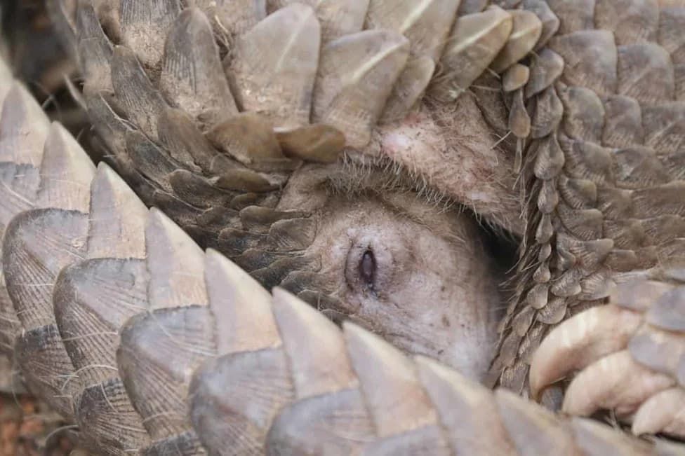 23 Milijarde Dolara: Kako Tehnološki Giganti I Project Pangolin Ratuju Protiv Trgovine Divljim Životinjama