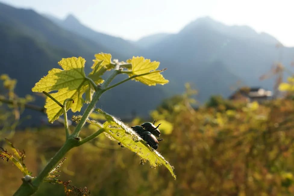 Alarm u vinogradima: Japanski hruščak se širi severnom Italijom i ugrožava prinose