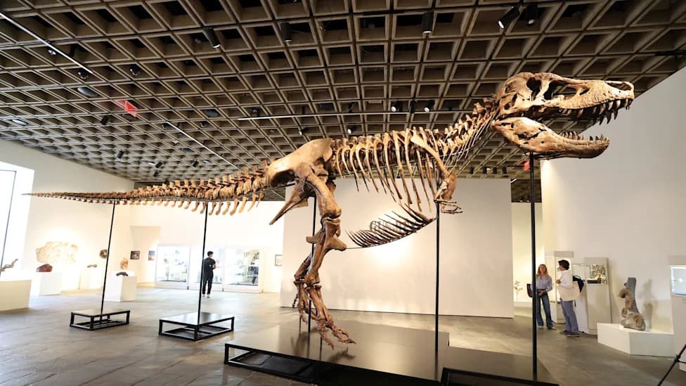 Skelet T. rexa „Gus“ Prodat Za 50,1 Miliona Dolara Na Sotheby'su — Najskuplji Fosil Ikada