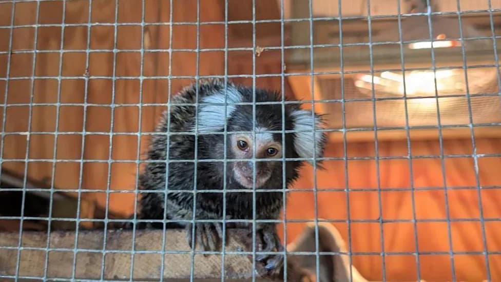 Marmozet Napušten u Kariranoj Vreći Na Autobusu u Kensal Riseu — RSPCA Spašava Ženku I Istražuje