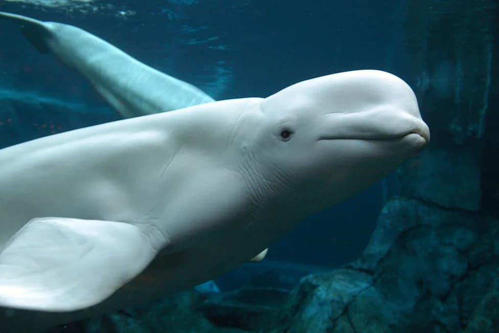 Spas Na Krilima Aviona: Šest beluga iz Marinelanda Počelo Prebacivanje u SAD