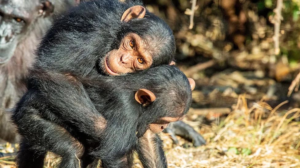 Dodir i poljubac: kako šimpanze i bonobi smiruju tenzije pre hrane