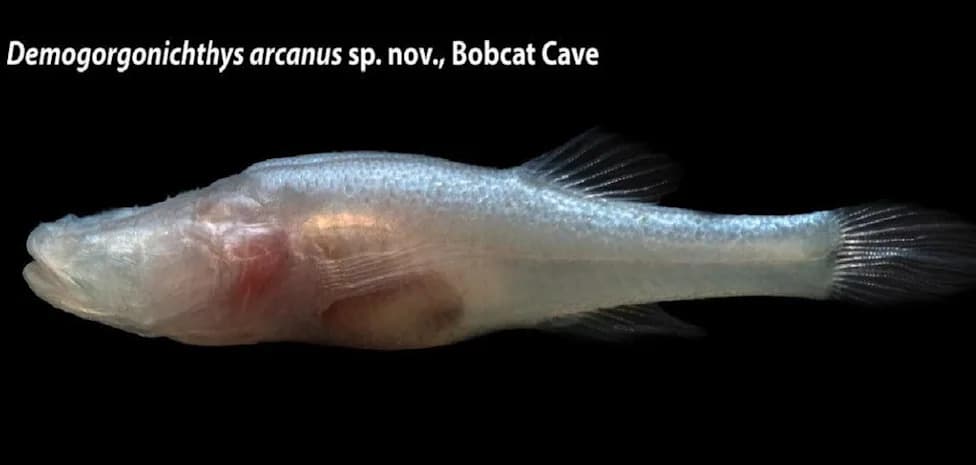 Otkrivena „demonska“ pećinska riba bez očiju u Alabami — Demogorgonichthys arcanus