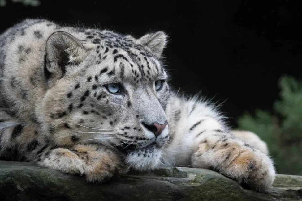 Opasna Gljiva U Zemlji: Dva Snežna Leoparda U Kalifornijskom Utočištu Dijagnostikovana Sa Valley Fever