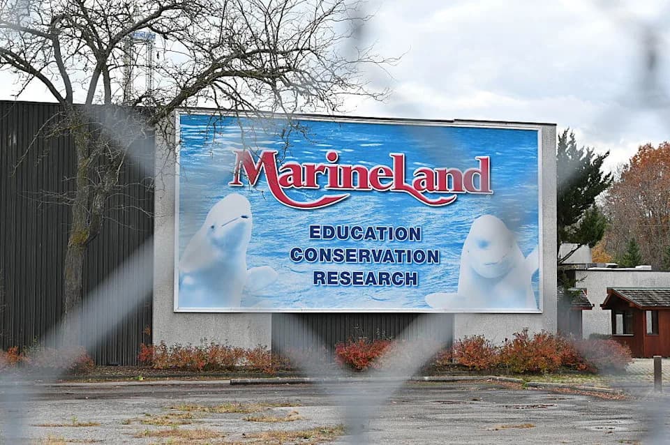 Prve beluge iz Marineland-a stigle u Teksas: Bertie Bott i Frankie prebačeni u SeaWorld San Antonio