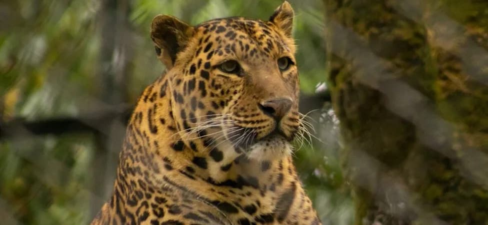 Leopard Upao U Prodavnicu Pića U Rajasthanu — Prodavac Jedva Preživeo, Životinja Uspavana