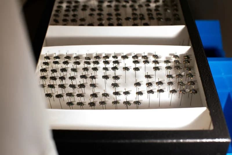 Počinju otvoreni testovi GMO muva NovoFly u Panami — nova nada u borbi protiv "screwworm" parazita