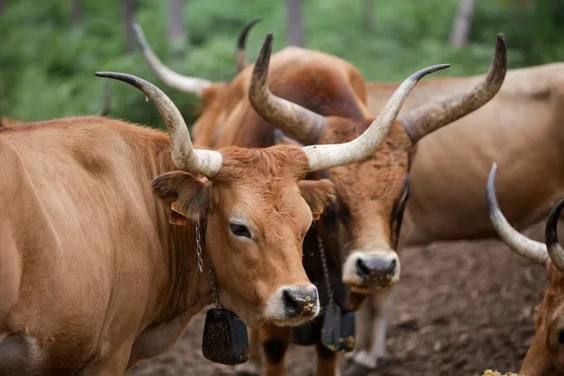 Galicija Vraća Autohtone Krave i Stoku: Cachena „koze-krave“ U Prvoj Liniji Protiv Požara