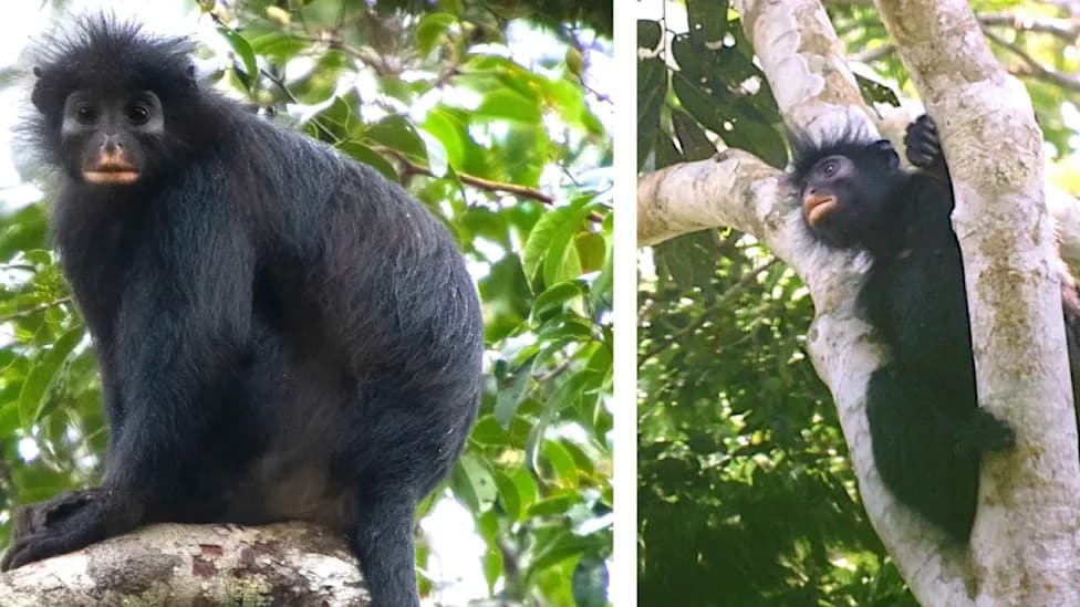 Otkrivena Nova Vrsta Majmuna u Kongu: Colobus congoensis ('Likweli') Može Biti Ugrožen