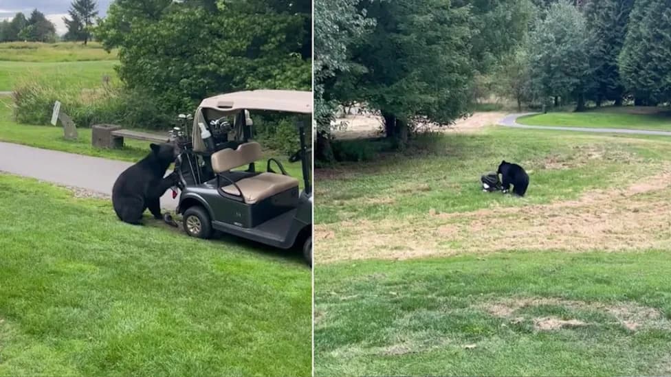 Medved Ukrаo Torbu Sa Klubovima Na Golden Eagle Golf Clubu — Igrači Snimili Scenu