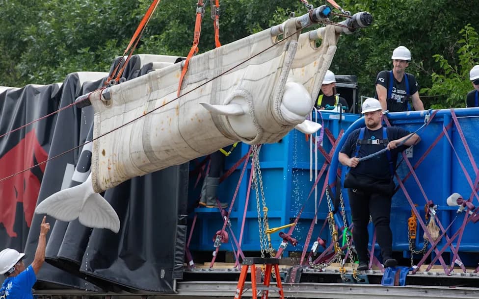 Četiri beluge prevezene avionom iz Toronta u Čikago u spasilačkoj akciji