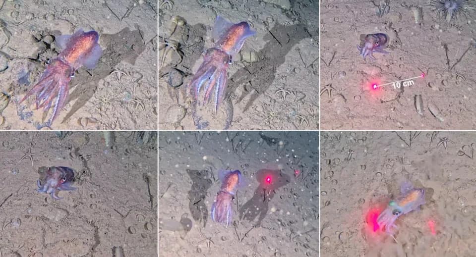 Prvo zapažanje arktičke bobtail lignje sa jajima u ledenim vodama Grenlanda