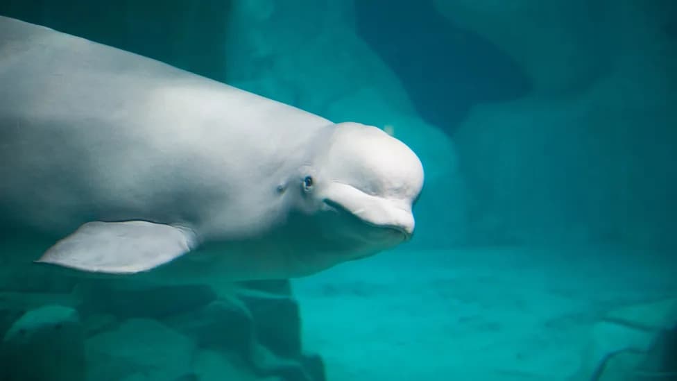 30 beluga napuštaju Marineland: prva grupa od šest kitova prebačena u SAD