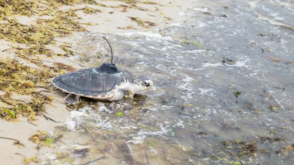 Srećan put, Papyrus! Pet Kemp's Ridley kornjača pušteno kod Cape Coda — imenovane po fontovima