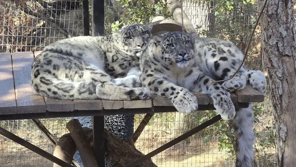 Dva Snežna Leoparda U Kalifornijskom Utočištu Dijagnostikovana Sa Valley Fever — Inspektor Takođe Zaražen