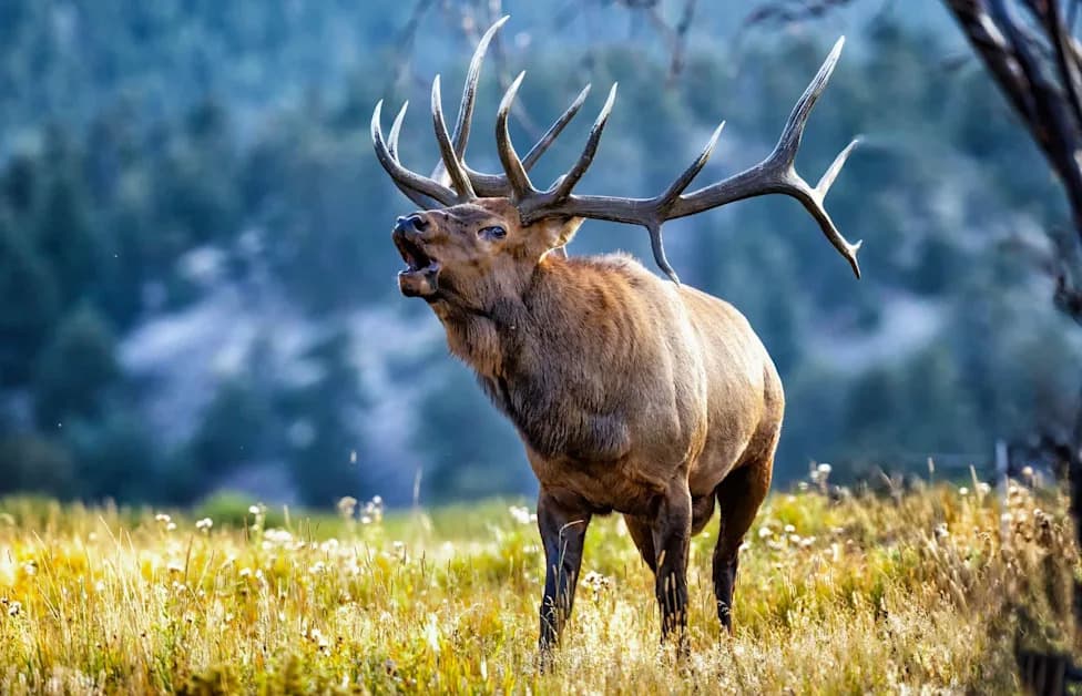 Studija: U kanadskim turističkim zonama wapiti češće ugrožavaju ljude nego grizli