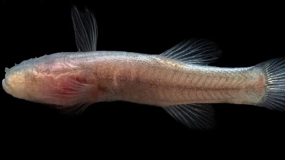Otkrivena Nova Slepa Riba u Bobcat Caveu: Demogorgonichthys arcanus, Manja Od 5 cm