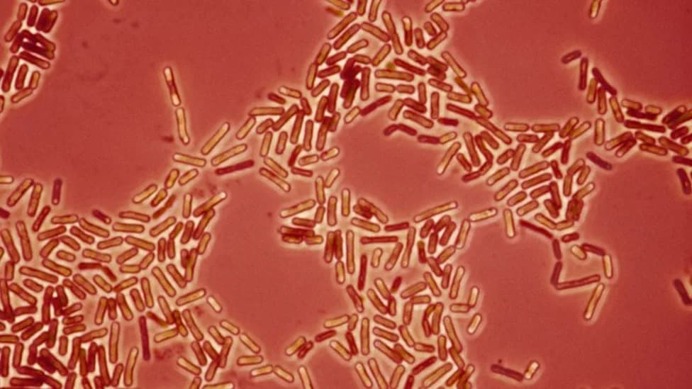 Otporni sojevi Acinetobacter baumannii kod ljubimaca gotovo identični bolničkim — naučnici upozoravaju