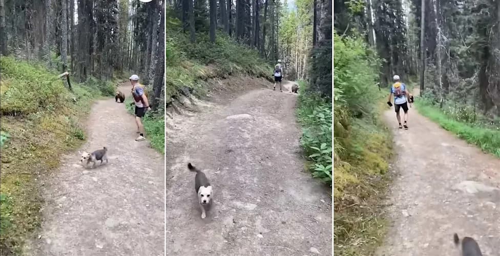 Viralni Snimak Iz Banffa: Par I Pas Mogu Dobiti Kaznu Do 25.000$ Nakon Susreta Sa Grizlijem
