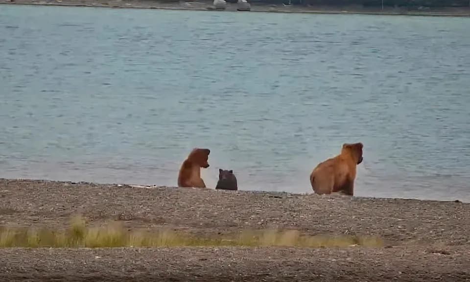 Šok na Brooks River: Medvedica Bear 806 Snimljena Kako Ubija Mladunče Na Live-Kameri
