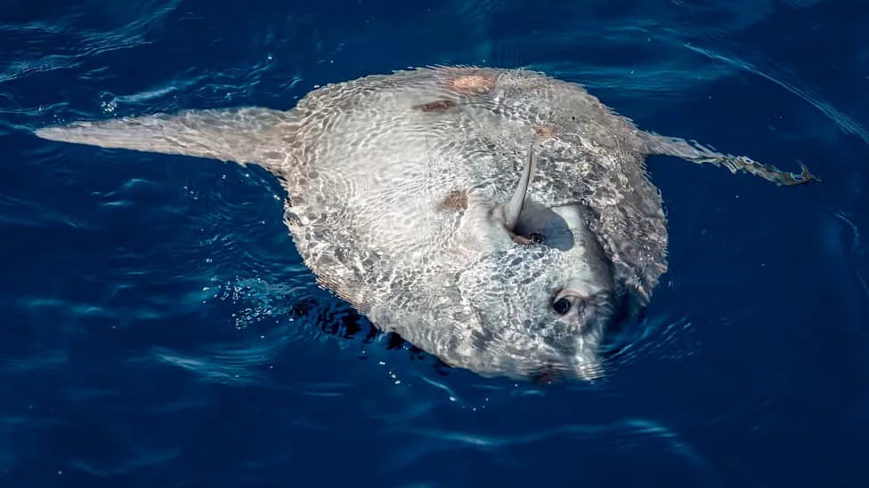 Rekordno Topla Mora Uzburkala Obale Velsa: Mola Mola, Meduze i Otrovi Posetioci
