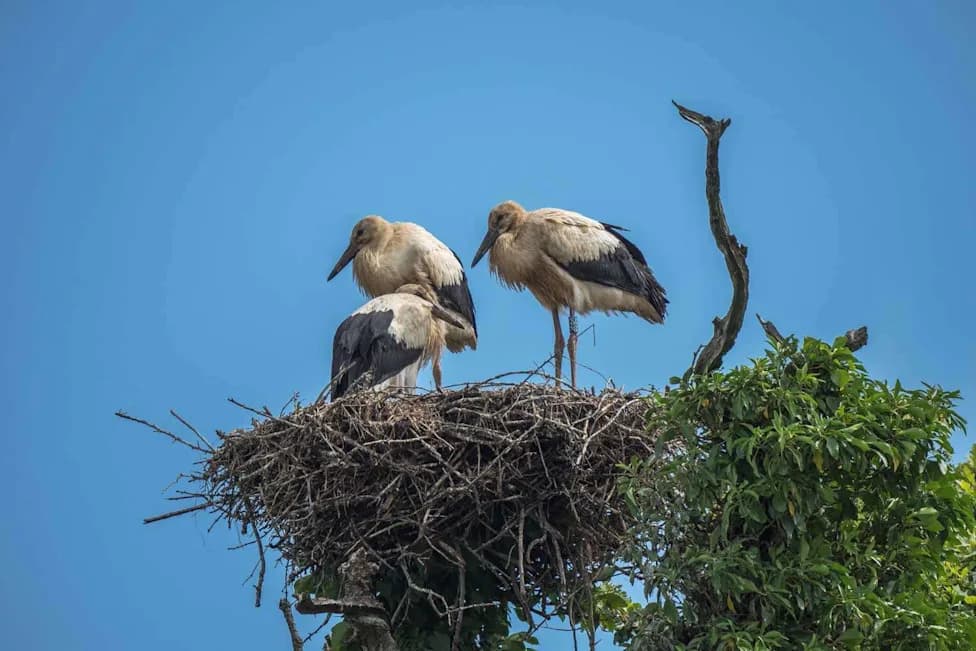 Tri Mladića Belih Roda Puštena u Willington Wetlands — Prvi Povratak u Midlands Posle Više od 600 Godina