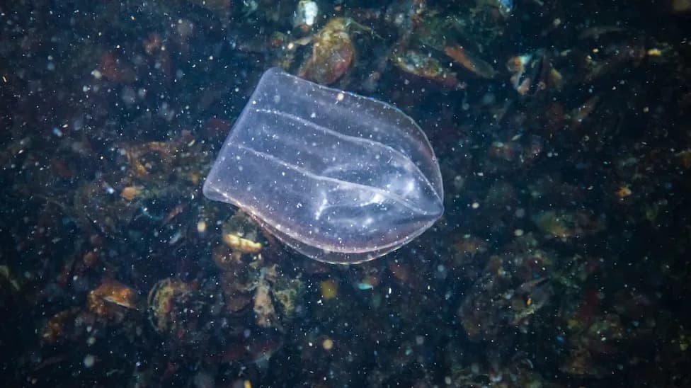 Svetleća „Morska Kanibalka“ Širi Se Baltičkim Morem i Preti Ribarskim Stokovima