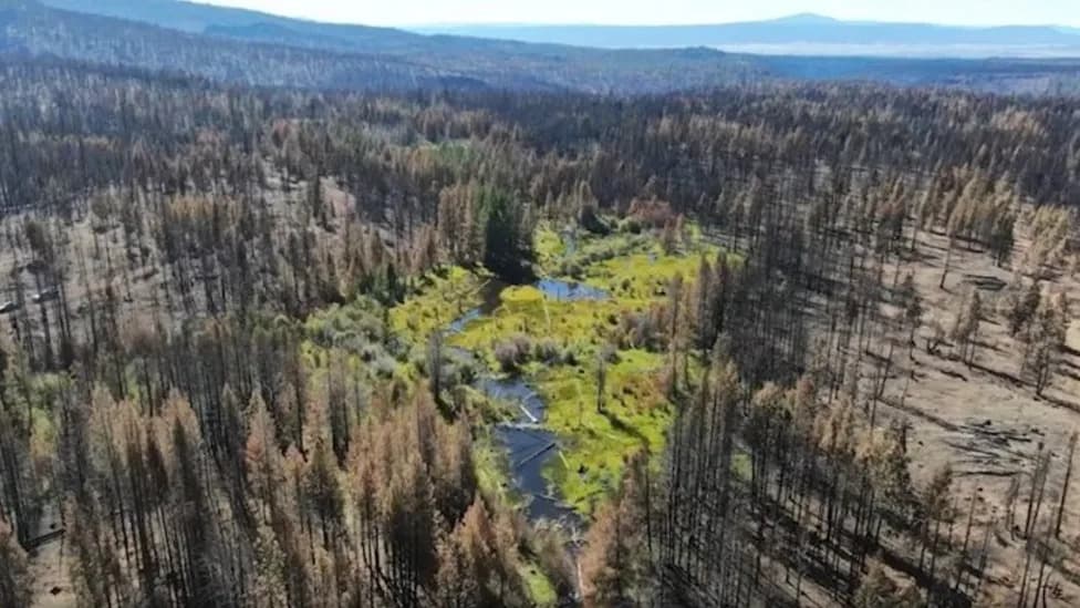 Dabrova Brana Spasila Zeleni Pojas — Kako Voda Deluje Kao Prirodni Protupožarni Pojas