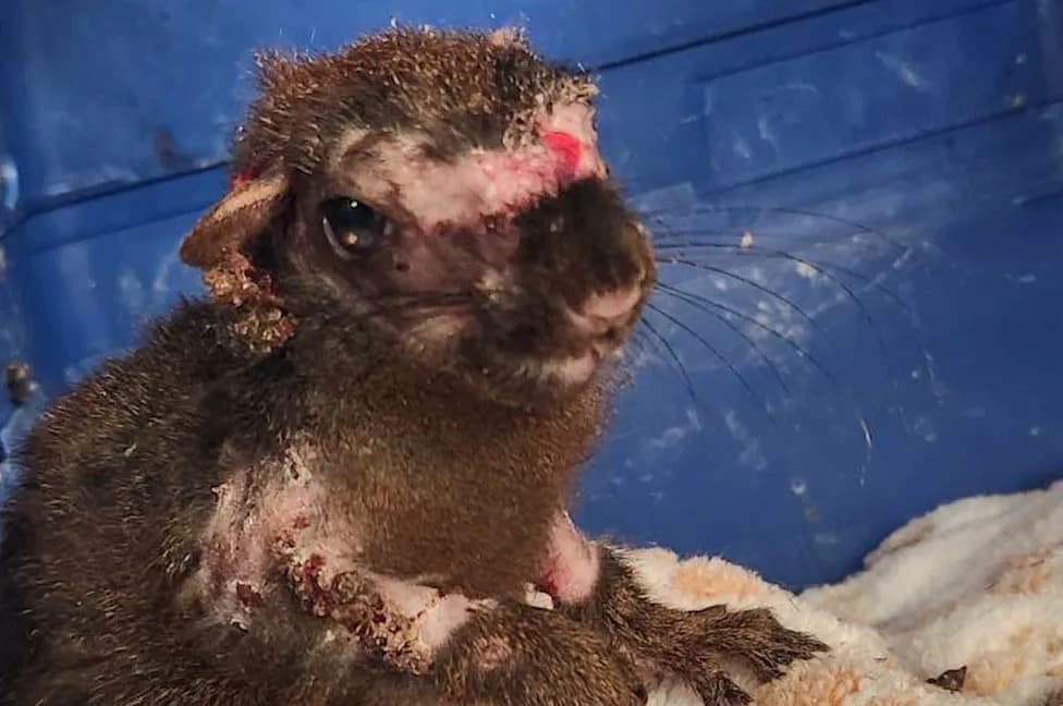 Veverice Sa Bradavicama U Dvorištima: Šta Je Squirrel Pox I Kako Se Zaštititi