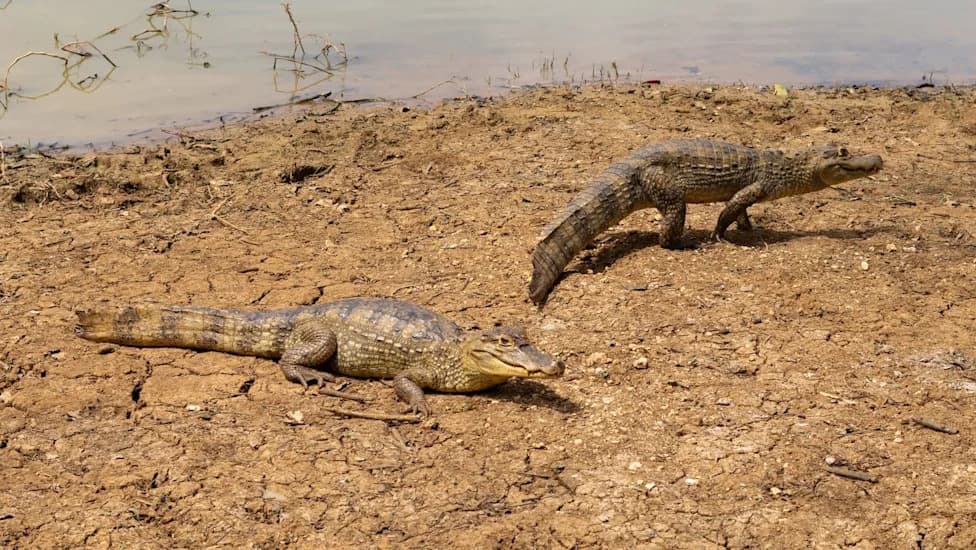 Invazivni spectacled caiman širi se Evergladesom i preti planu obnove ekosistema