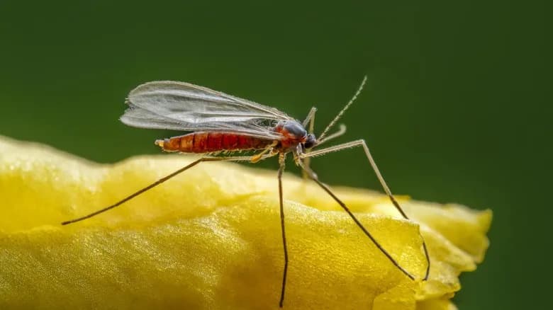 Četiri sitna insekta spašavaju Everglades — invazivna melaleuka svedena na 10%