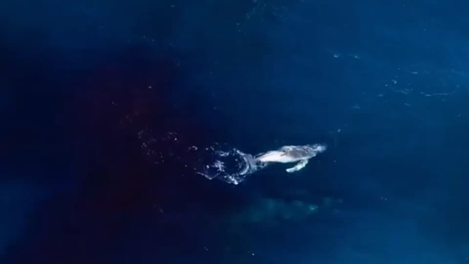 Prvi Put Dron Zabeležio Rođenje Grbavog Kita — Retki Snimak U Australiji